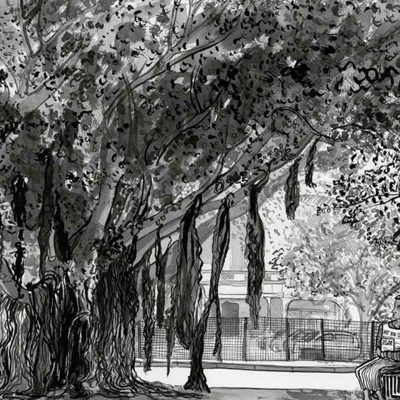 Black and white wallpaper featuring a sprawling foreshore jungle tree with hanging roots, a solitary person on a bench, visible park fence, and distant buildings in the background. Monochrome tones, strong contrast between tree canopy and light open spaces.